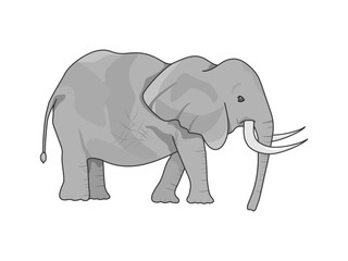 Obraz premium 牙が生えてるアフリカのビッグ5、象