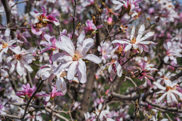 Magnolia flowers pink white blossom in the spring park.
