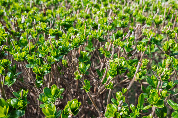 Spring Sprouts of a privet Bush in natural light close-up