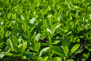 Privet bush in natural lighting in close-up