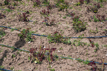 A hedge of roses, a row of rose bushes after wintering