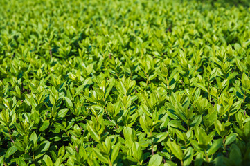 Hedge of Privet Bushes in natural light close-up