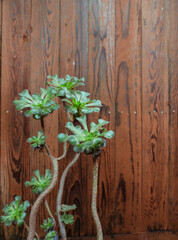 Succulents growing next to a fence in a yard 