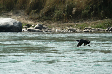 Fototapeta premium Cormorant flying