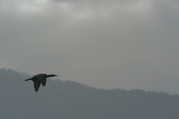 Cormorant flying