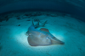 A close-up underwater shot of a shovelnose ray resting on the sandy seabed, showcasing its unique features in the clear waters of Lady Elliot Island, Australia.