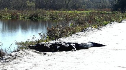 An Alligator by the lakeside on sandy area sleeping 