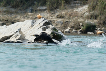 Cormorant flying