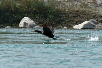 Fototapeta premium Cormorant flying