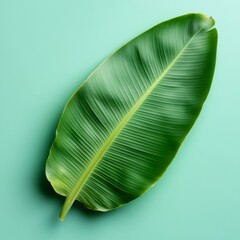 Green banana leaf isolated on transparent background with blue background banana leaf image
