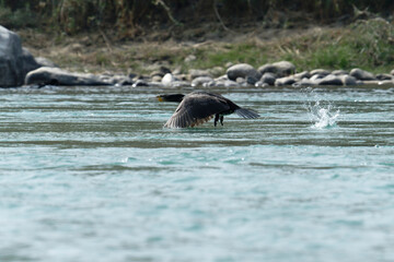 Cormorant flying