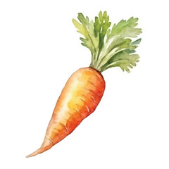 watercolors Carrot vegetable  illustration