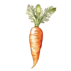 watercolors Carrot vegetable  illustration