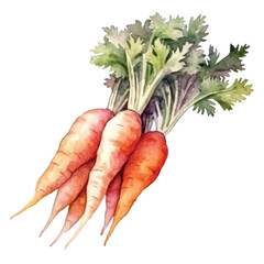 watercolors Carrot vegetable  illustration