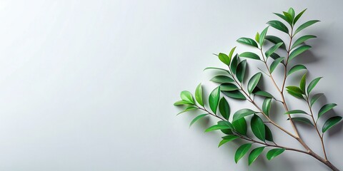 Minimalist Green Branch Background with Copy Space for Text or Logo - Perfect for Nature-Themed Designs