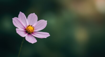 Stunning Photograph of a Pink Cosmos Flower Blooming in Natural Setting, Perfect for Nature and Gardening Themes