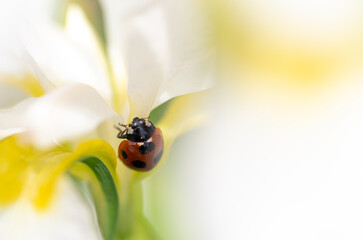 白い花とテントウムシ