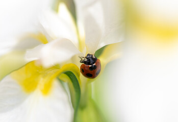 白い花とテントウムシ