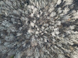 Vertical aerial view of a deciduous forest canopy in winter - Vue aérienne verticale de la canopée d'une forêt de feuillus en hiver