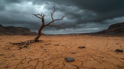 Lonely tree in a cracked desert landscape under a dramatic sky