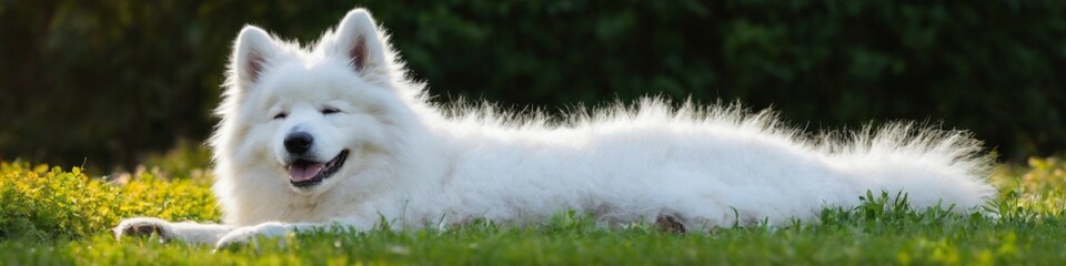 White Samoyed Dog resting peacefully in sunny garden setting, fluffy fur and closed eyes exuding calm and contentment.