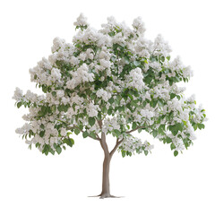 Fototapeta premium Ivory silk japanese lilac tree isolated on transparent background PNG