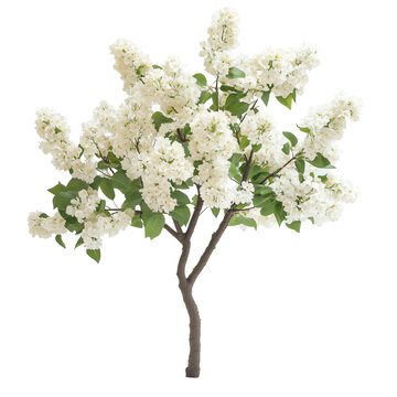 recommend clip art: Ivory silk japanese lilac tree isolated on transparent background PNG