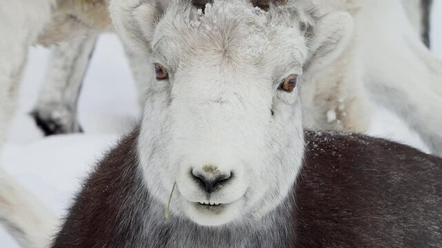 Ovis Dalli Or Dall Sheep Close Up On The Head, Whitehorse, Yukon, Canada