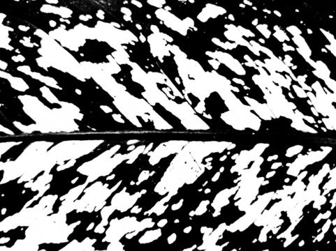 Isolated texture of Leaf with a transparent background. Perfect for use in graphic design, digital art. Allows for easy overlay and blending in various creative projects. Grunge texture