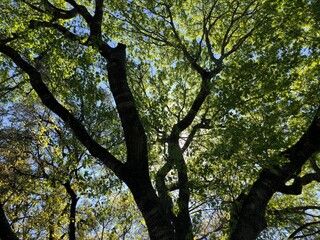 Vibrant green leaves of a Texas Live Oak contrasted against a clear blue sky creating a silhouette