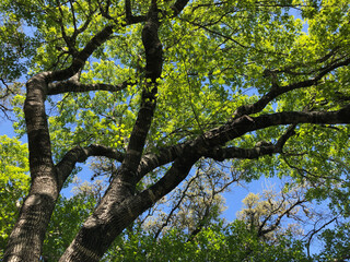 Skyward view of a tree canopy with green leaves and large limbs and branches silhouetted against the backdrop of a deep blue midday sky
