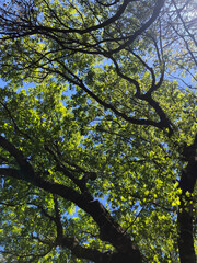 Fototapeta premium Overhead view of the green leaves of a Texas Live Oak tree branches forming a natural roof against a blue sky creating a beautiful tree silhouette against the sky