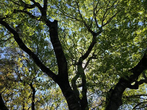 Vibrant green leaves of a Texas Live Oak contrasted against a clear blue sky creating a silhouette