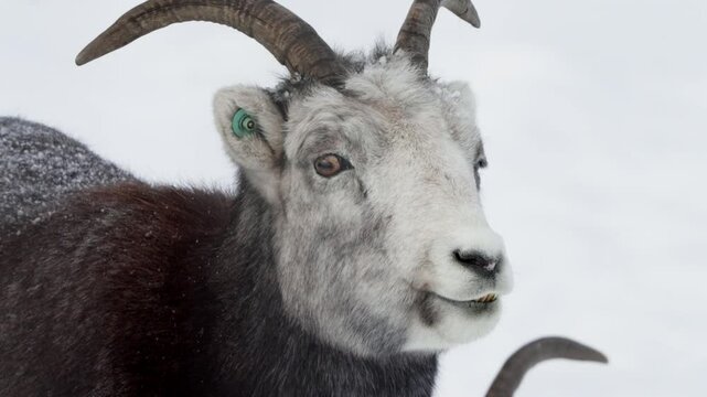 Ovis Dalli Or Thinhorn Sheep In Snowy Landscape Of Whitehorse, Yukon, Canada - Close Up