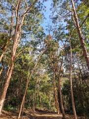 Honua'ula Forest Reserve, Big Island HI US - hiking track through a forest with tall trees