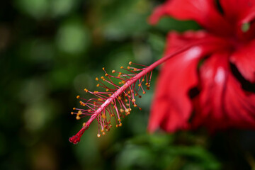 flower of a flower