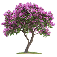 Obraz premium Hong Kong Orchid tree isolated on transparent background PNG