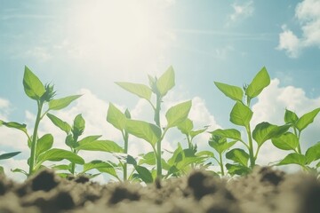 Obraz premium Sunflowers Reaching for the Sky in Bright Sunlight