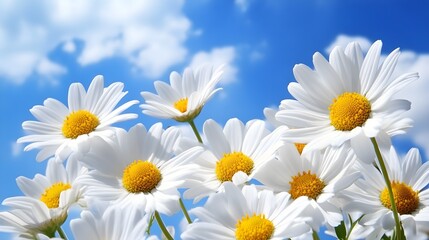 Fototapeta premium daisies in a sunny blue sky