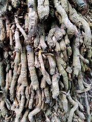 Close-up detail of coconut tree roots showing fibrous texture, natural grooves