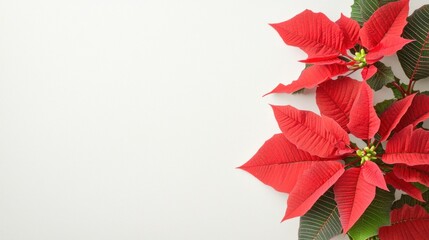 Obraz premium Red Poinsettia Christmas Floral Arrangement on White Background