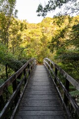 Obraz premium Wooden bridge through lush New Zealand forest. Tranquil pathway through nature. Wentworth Valley, Whangamata, Coromandel Peninsula, New Zealand
