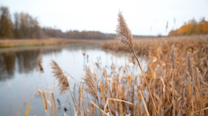 Autumn Riverbank, Reeds, Calm Water, Fall Colors, Nature Scene