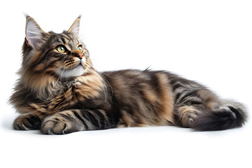 Maine Coon Cat sitting in front of a white background