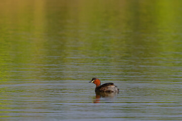 The cute little grebe lives in a river in a rural area.