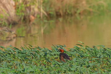 The cute little grebe lives in a river in a rural area.