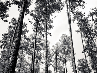 Naklejka premium Winter's Embrace: Snow-Covered Pines Reaching Toward the Sky
