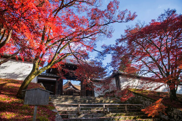 Falll red maple tree tunnel at Manshuin temple gate, Kyoto