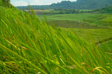 LANDSCAPE OF WILD GRASS ON THE HILL WHEN THE WIND BLOWS