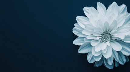 Obraz premium A delicate white flower blooms against a dark blue background, showcasing its intricate petals and soft details.